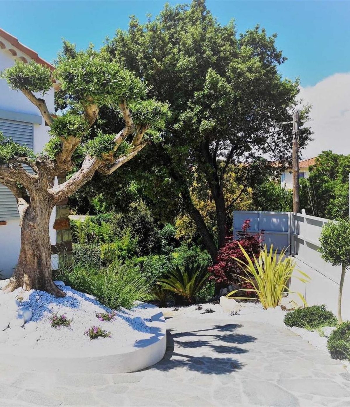 Allée d’oliviers, jardin achevé — paysagiste à Saint-Raphaël